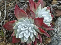 Dudleya Flower seeds for Planting - Low Maintenance, Heirloom & GMO Free Seeds for Home Garden