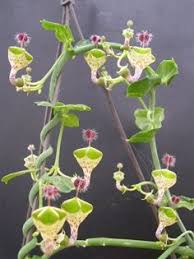 Ceropegia Seeds for Planting: Collectible Seed Packets
