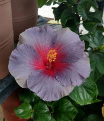 Ash Hibiscus Flower Seeds – Premium Heirloom NonGMO Seeds for Home Garden & Vibrant Blooms
 
 Sale