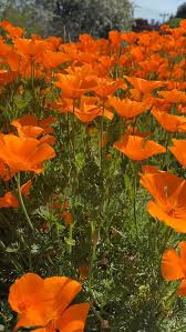 Orange Eschscholtzia Flower Seeds – Bright Blooms Heirloom & NonGMO for Home Garden
 
 Sale