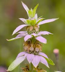 Purple Monarda Punctata Flower seeds for Planting - Seasonal Bloomer, Heirloom & GMO Free Seeds for Home Garden