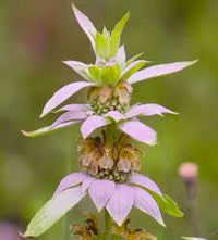 Purple Monarda Punctata Flower seeds for Planting - Seasonal Bloomer, Heirloom & GMO Free Seeds for Home Garden