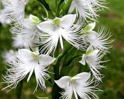 Heron Orchid Flower seeds for Planting - Colorful Display, Heirloom & GMO Free Seeds for Home Garden
