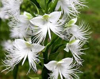 Heron Orchid Flower seeds for Planting - Colorful Display, Heirloom & GMO Free Seeds for Home Garden