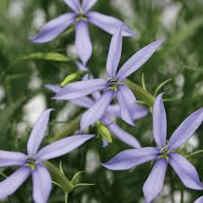 Blue Laurentia Flower seeds for Planting - Vibrant Colors, Heirloom & GMO Free Seeds for Home Garden