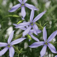 Blue Laurentia Flower seeds for Planting - Vibrant Colors, Heirloom & GMO Free Seeds for Home Garden