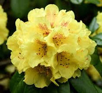 Rhododendron Yellow Flower Seeds - Perfect for Planting in Your Garden