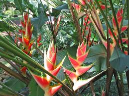 Heliconia Wagneriana Flower seeds for Planting - Cut Flower Favorite, Heirloom & GMO Free Seeds for Home Garden