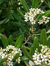 White Ligustrum Flower Planting  Seeds for Lush Foliage and Fragrant Blooms in Your Garden