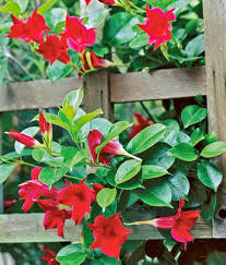 Red Mandevilla Flower seeds for Planting Seasonal Bloomer Heirloom & GMO Free Seeds for Home Garden