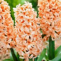 Orange Higanbana Flower Seeds for Planting Seasonal Bloomer Heirloom & GMO Free Seeds for Home Garden
 
 Sale