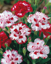 Red White Carnation Flower seeds for Planting Garden Favorite Heirloom & GMO Free Seeds for Home Garden