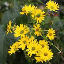 Yellow Silphium Perfoliatum Flower seeds for Planting - Shade Tolerant, Heirloom & GMO Free Seeds for Home Garden