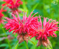 Mondarda Didyma Flower seeds for Planting Garden Favorite Heirloom & GMO Free Seeds for Home Garden