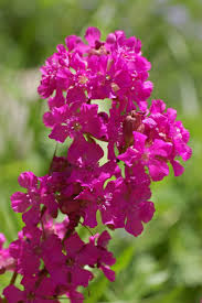 Violet Lychnis Flower seeds for Planting - Hardy Variety, Heirloom & GMO Free Seeds for Home Garden