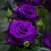 Dark Violet Green Rose Flower Seeds for Planting Garden Favorite Heirloom & GMO Free Seeds for Home Garden
 
 Sale