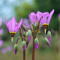 Pink Midland Shooting Flower seeds for Planting - Shade Tolerant, Heirloom & GMO Free Seeds for Home Garden