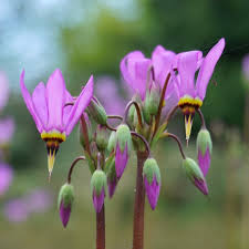 Pink Midland Shooting Flower seeds for Planting - Shade Tolerant, Heirloom & GMO Free Seeds for Home Garden