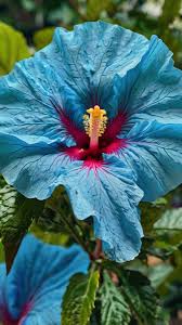 Blue Pink Hibiscus Flower Seeds for Planting Low Maintenance Heirloom & GMO Free Seeds for Home Garden
 
 Sale