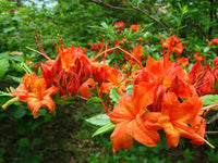 Azalea Flower seeds for Planting Low Maintenance Heirloom & GMO Free Seeds for Home Garden
