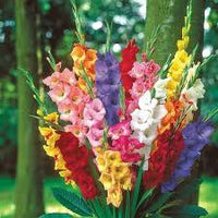 Mixed Color Gladiolus Flower Seeds for Planting Easy to Grow Heirloom & GMO Free Seeds for Home Garden
 
 Sale