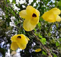 Yellow Bauhinia Flower Seeds – Cut Flower Favorite Heirloom & NonGMO Seeds for Home Garden
 
 Sale