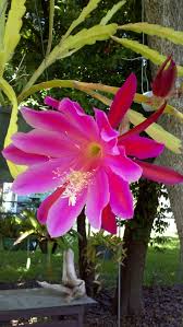 Pink Epiphyllum Oxypetalum Flower seeds for Planting - Hardy Variety, Heirloom & GMO Free Seeds for Home Garden