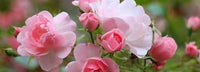 Baby Pink Rose for Planting NonGMO Heirloom Garden Seeds for Growing Beautiful Flowers Shade Tolerant 
 
 Sale