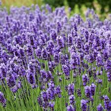 Thick Blue Lavender Flower seeds for Planting Vibrant Colors Heirloom & GMO Free Seeds for Home Garden 
 
 Sale