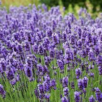Thick Blue Lavender Flower seeds for Planting Vibrant Colors Heirloom & GMO Free Seeds for Home Garden 
 
 Sale