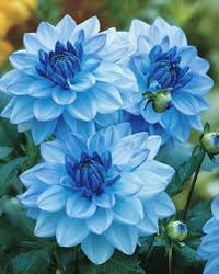 Dahlia Sky Blue Flower seeds for Planting - Fragrant Blossoms, Heirloom & GMO Free Seeds for Home Garden