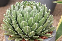 Green Agave Victoriae Seeds for Planting