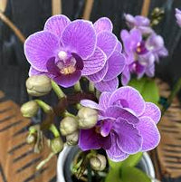 Violet Phalaenopsis Orchid Flower seeds for Planting - Garden Favorite, Heirloom & GMO Free Seeds for Home Garden