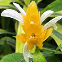 Yellow Pachystachys Lutea Flower seeds for Planting - Sun Loving, Heirloom & GMO Free Seeds for Home Garden