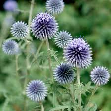Blue Echinops Ritro Flower seeds for Planting - Premium Quality, Heirloom & GMO Free Seeds for Home Garden
 
 Sale