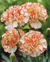 Yellow Red Carnation Flower seeds for Planting Sun Loving Heirloom & GMO Free Seeds for Home Garden