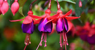 Dark Blue Red Fuchsia Flower Seeds for Planting Fragrant Blossoms Heirloom & GMO Free Seeds for Home Garden
 
 Sale