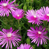 Lampranthus Roseus Flower seeds for Planting - Premium Quality, Heirloom & GMO Free Seeds for Home Garden