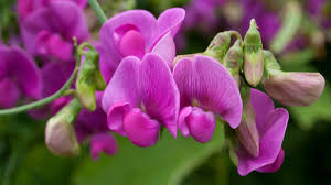 Sweet Peas Flower seeds for Planting - Long Bloom Season, Heirloom & GMO Free Seeds for Home Garden