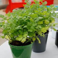 Green Santo Cilantro Vegetable Planting Seeds