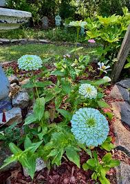 Sky Blue Zinnia Flower seeds for Planting Hardy Variety Heirloom & GMO Free Seeds for Home Garden