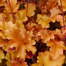 Light Orange Heuchera Flower Seeds for Planting Heirloom NONGMO Seeds for Garden Growth Colorful Display 
 
 Sale