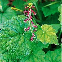 Piggyback Plant Flower seeds for Planting - Hardy Variety, Heirloom & GMO Free Seeds for Home Garden