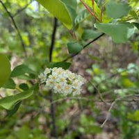 Verbena Chokecherry Flower seeds for Planting Perfect for Borders Heirloom & GMO Free Seeds for Home Garden