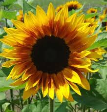 Yellow Brown Sunflower Seeds for Planting Seasonal Bloomer Heirloom & GMO Free Seeds for Home Garden
 
 Sale