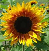 Yellow Brown Sunflower Seeds for Planting Seasonal Bloomer Heirloom & GMO Free Seeds for Home Garden
 
 Sale