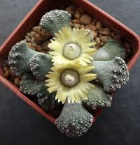 Titanopsis Fulleri Planting for Unique Succulent Beauty  Seeds for Lush Growth and Vibrant Blooms