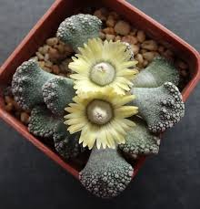 Titanopsis Fulleri Planting for Unique Succulent Beauty  Seeds for Lush Growth and Vibrant Blooms