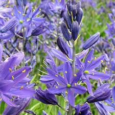Camassia Flower seeds for Planting Cottage Garden Essential Heirloom & GMO Free Seeds for Home Garden