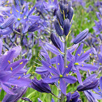Camassia Flower seeds for Planting Cottage Garden Essential Heirloom & GMO Free Seeds for Home Garden